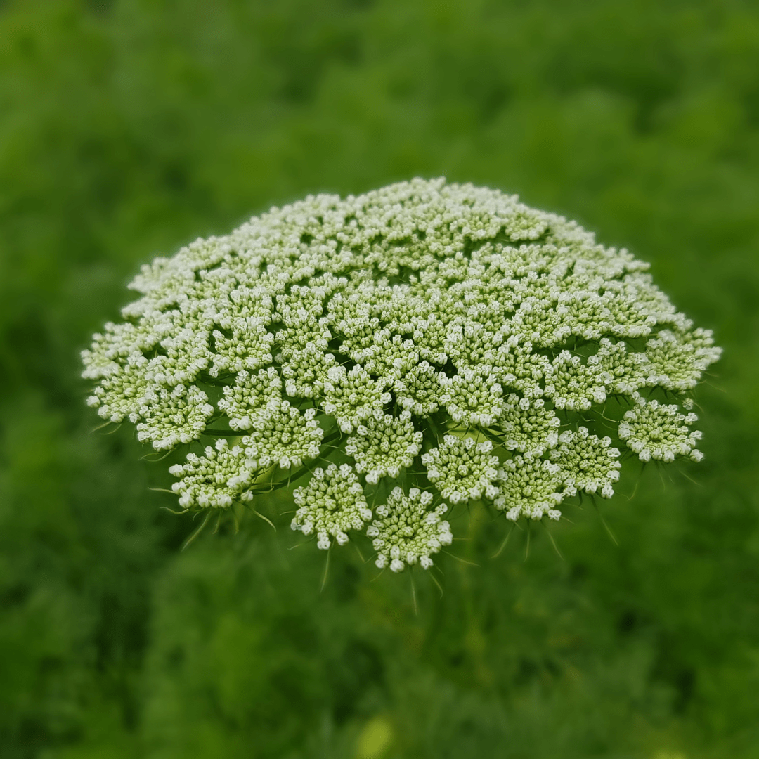 Ammi Visnaga - Tuinkabouter Chrisje