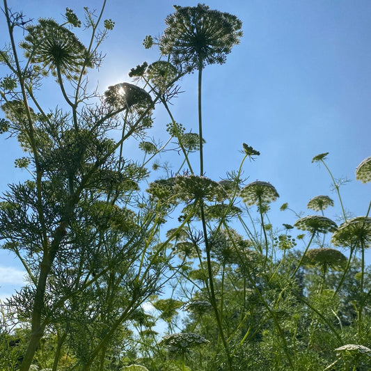 Ammi Visnaga - Tuinkabouter Chrisje
