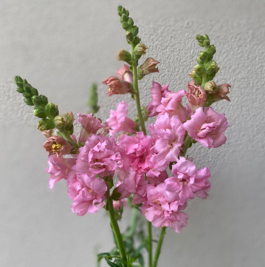 Antirrhinum Majus - Leeuwebek "Madame Butterfly Pink" - Tuinkabouter Chrisje