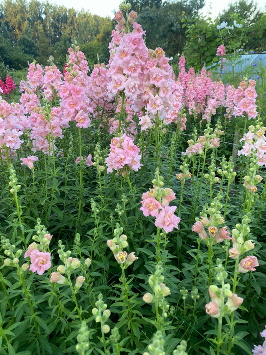 Antirrhinum Majus - Leeuwebek "Madame Butterfly Pink" - Tuinkabouter Chrisje