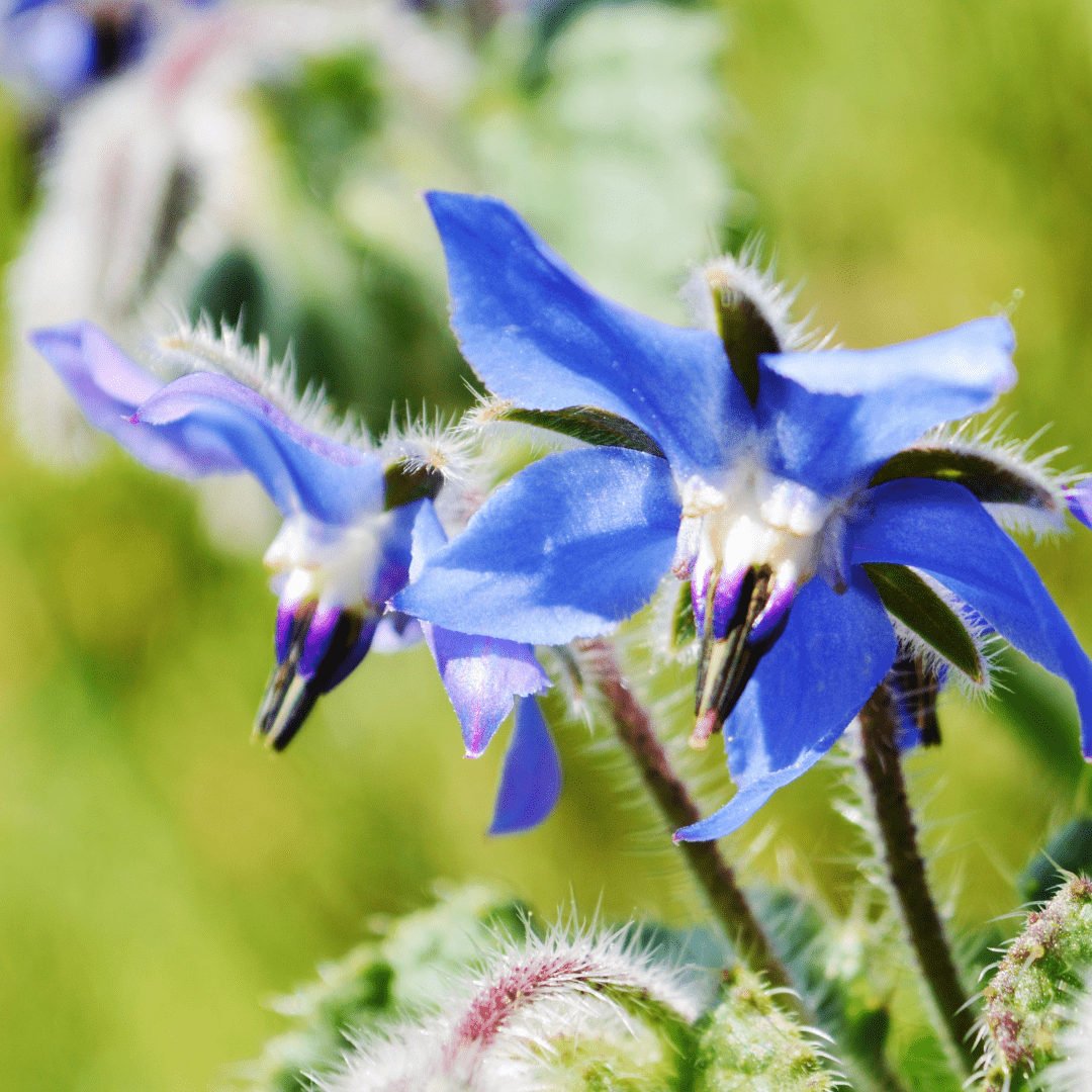 Borago officinalis - komkommerkruid/ bernagie - Tuinkabouter Chrisje