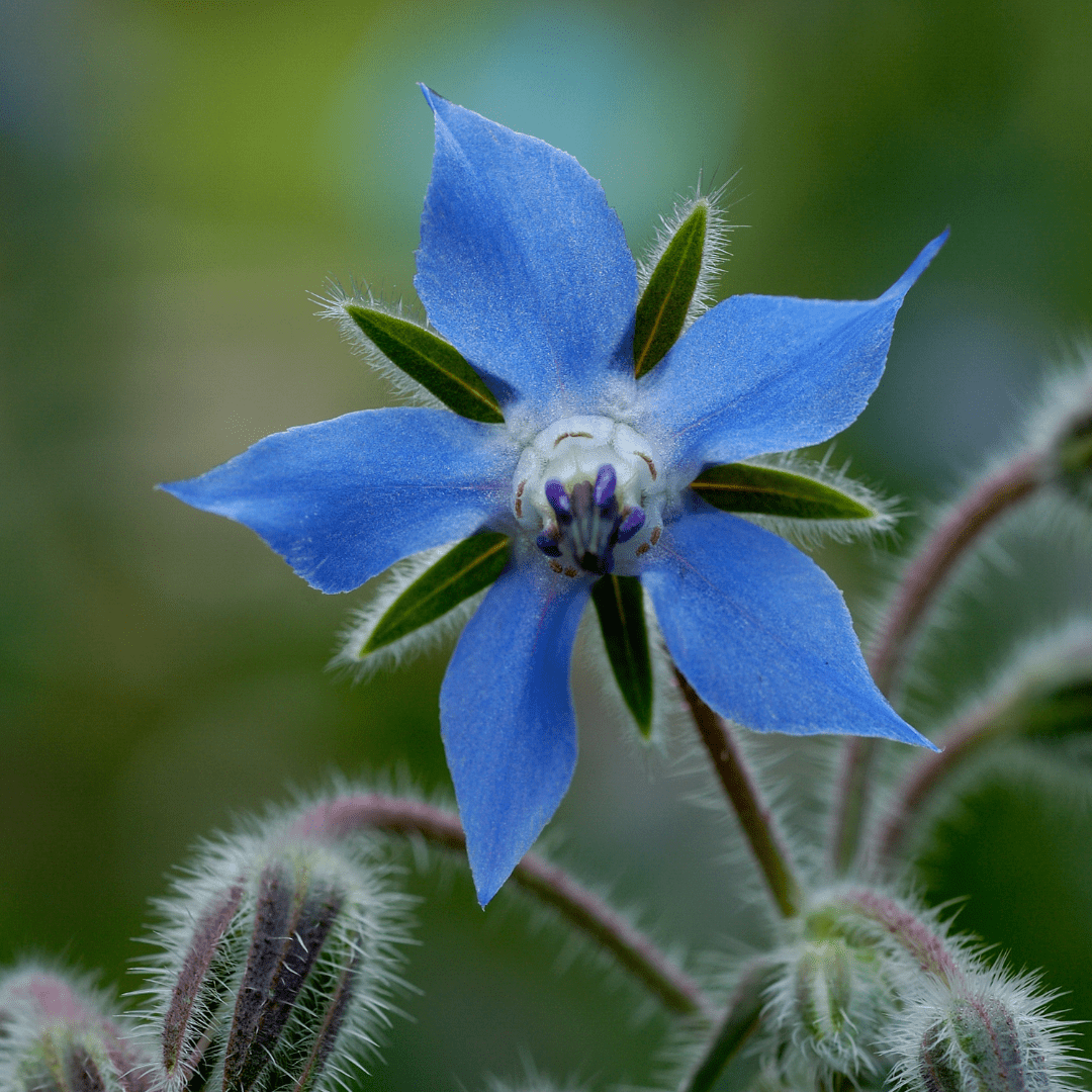 Borago officinalis - komkommerkruid/ bernagie - Tuinkabouter Chrisje