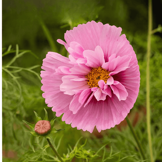 Cosmos bipinnatus ‘Cupcakes Sakura' - Tuinkabouter Chrisje