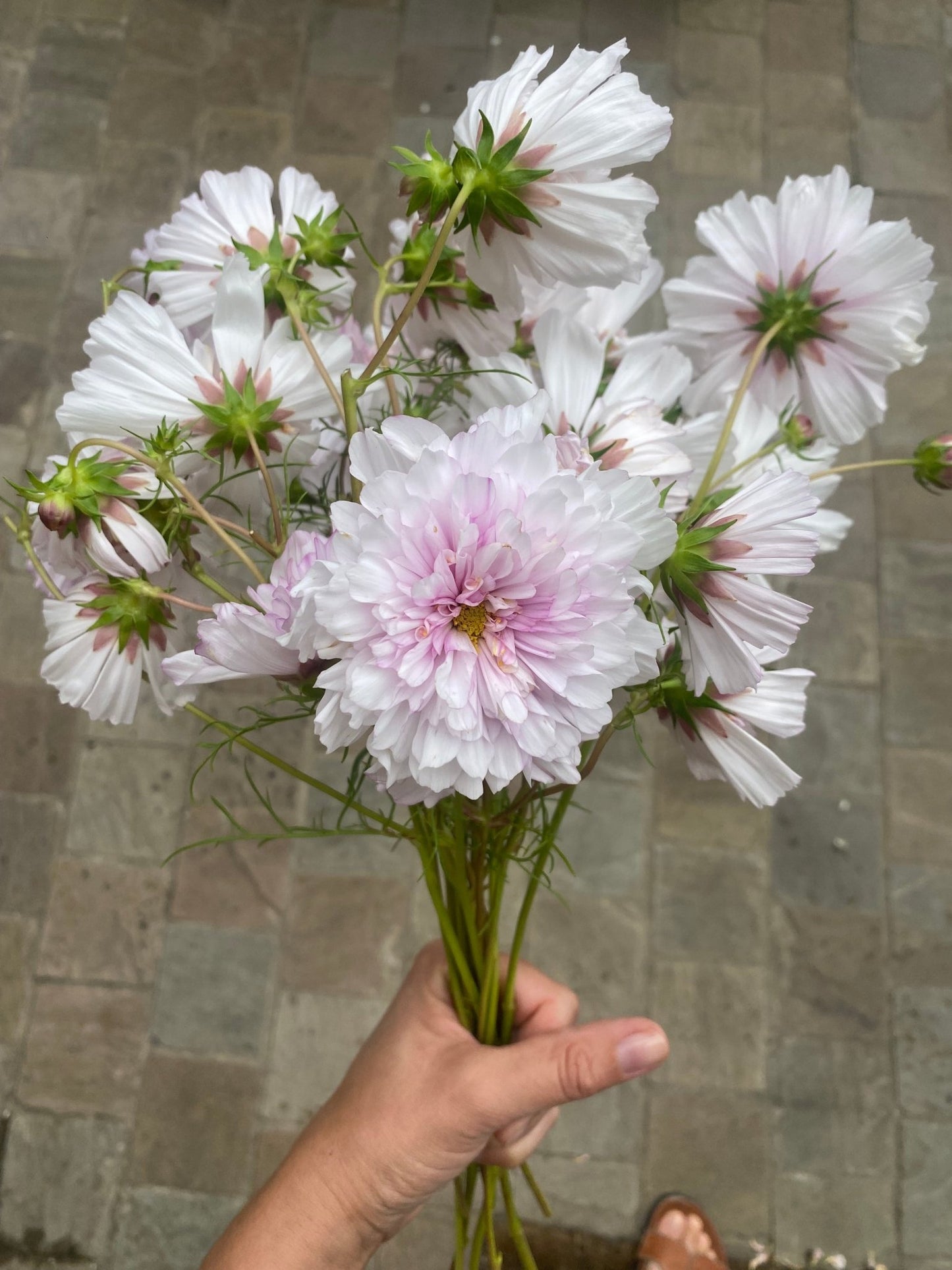 Cosmos bipinnatus Double Click Bicolour Pink - Tuinkabouter Chrisje
