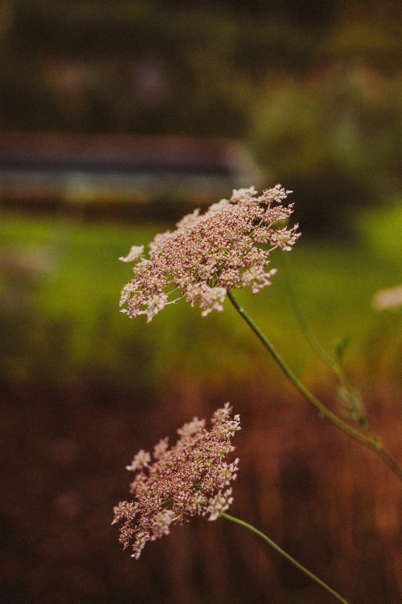 Daucus Carota dara Mix - Tuinkabouter Chrisje