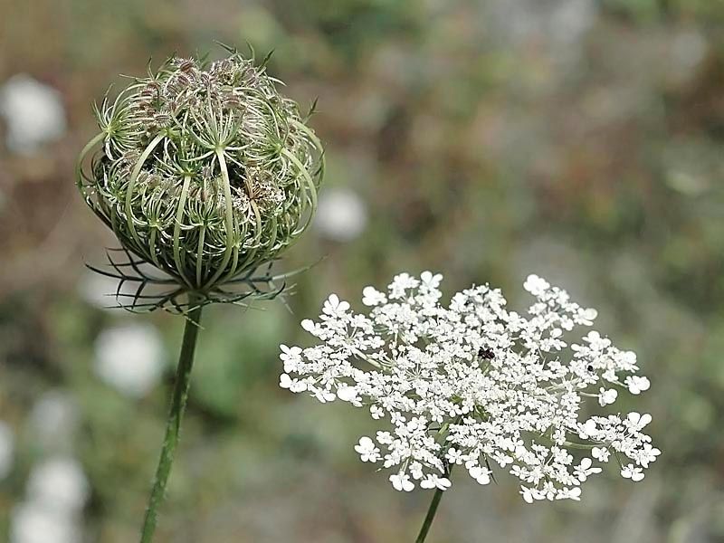 Daucus Carota dara Mix - Tuinkabouter Chrisje