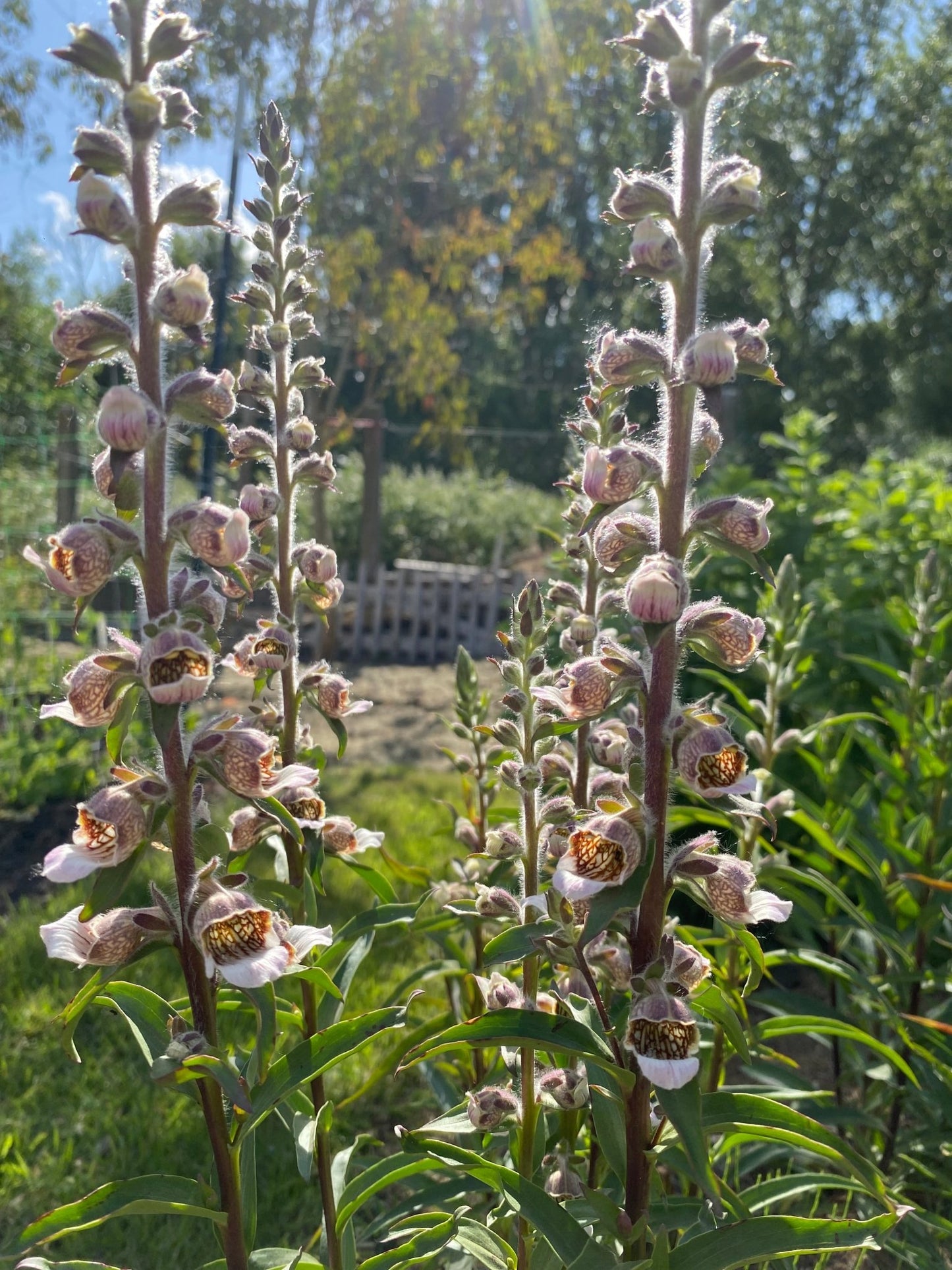 Digitalis lanata 'Café Crème' - Tuinkabouter Chrisje