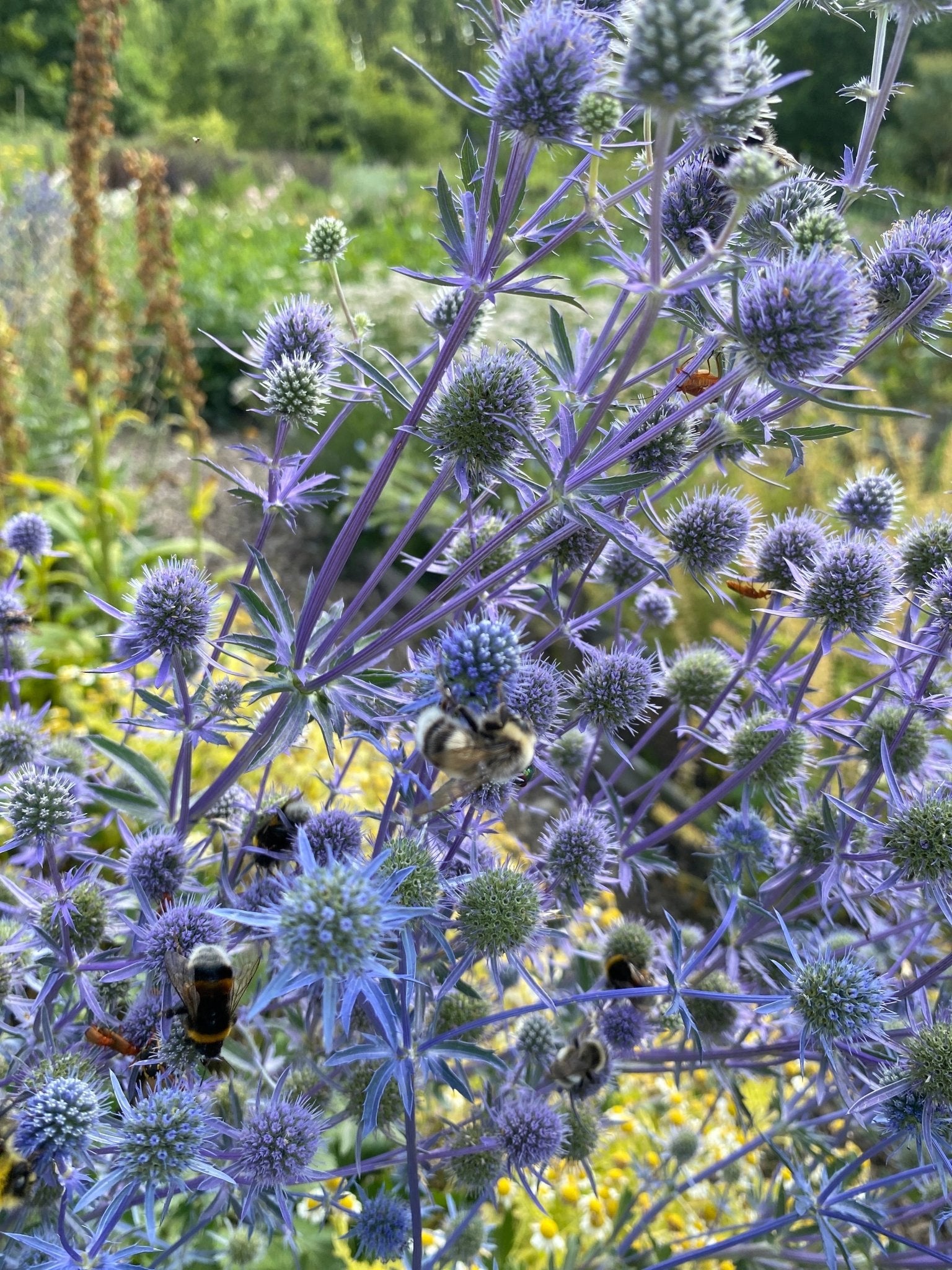 Eryngium Planum - Kruisdistel - Tuinkabouter Chrisje