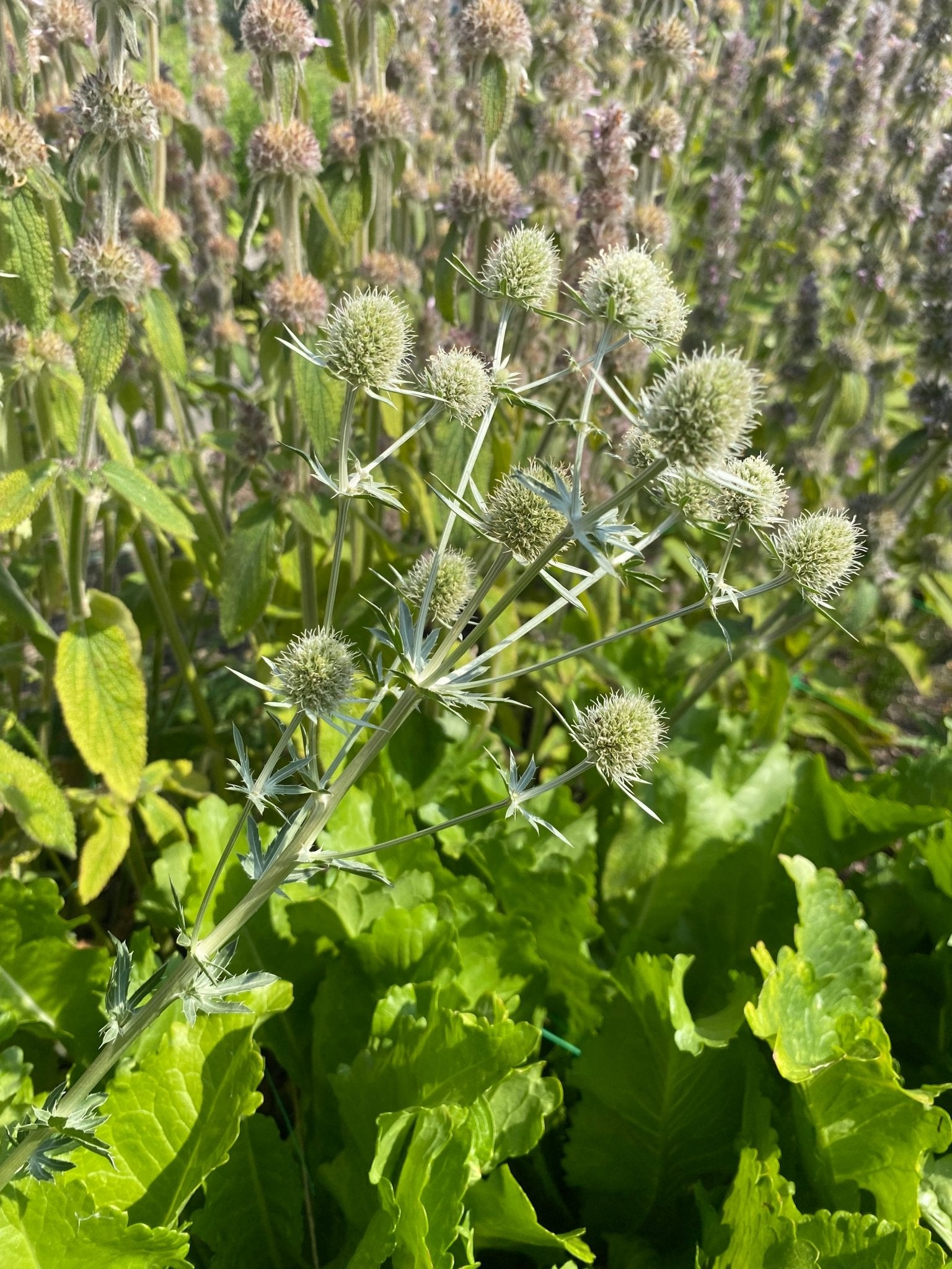Eryngium Planum ' White Glitter' - Tuinkabouter Chrisje