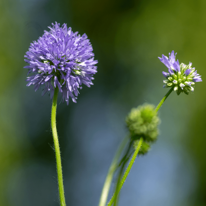 Gilia leptantha - vogeloogjes - Tuinkabouter Chrisje