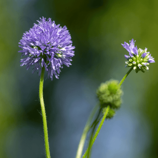 Gilia leptantha - vogeloogjes - Tuinkabouter Chrisje