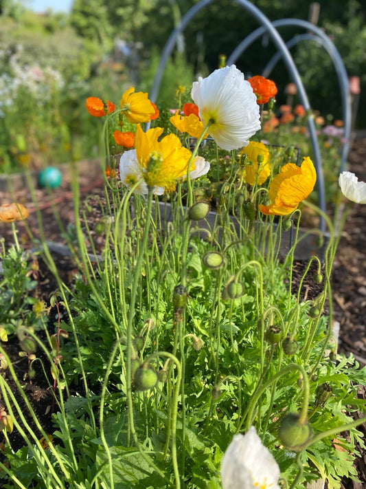 IJslandse Papaver ‘Kelmscott’s Giants’ - Papaver nudicaule - Tuinkabouter Chrisje