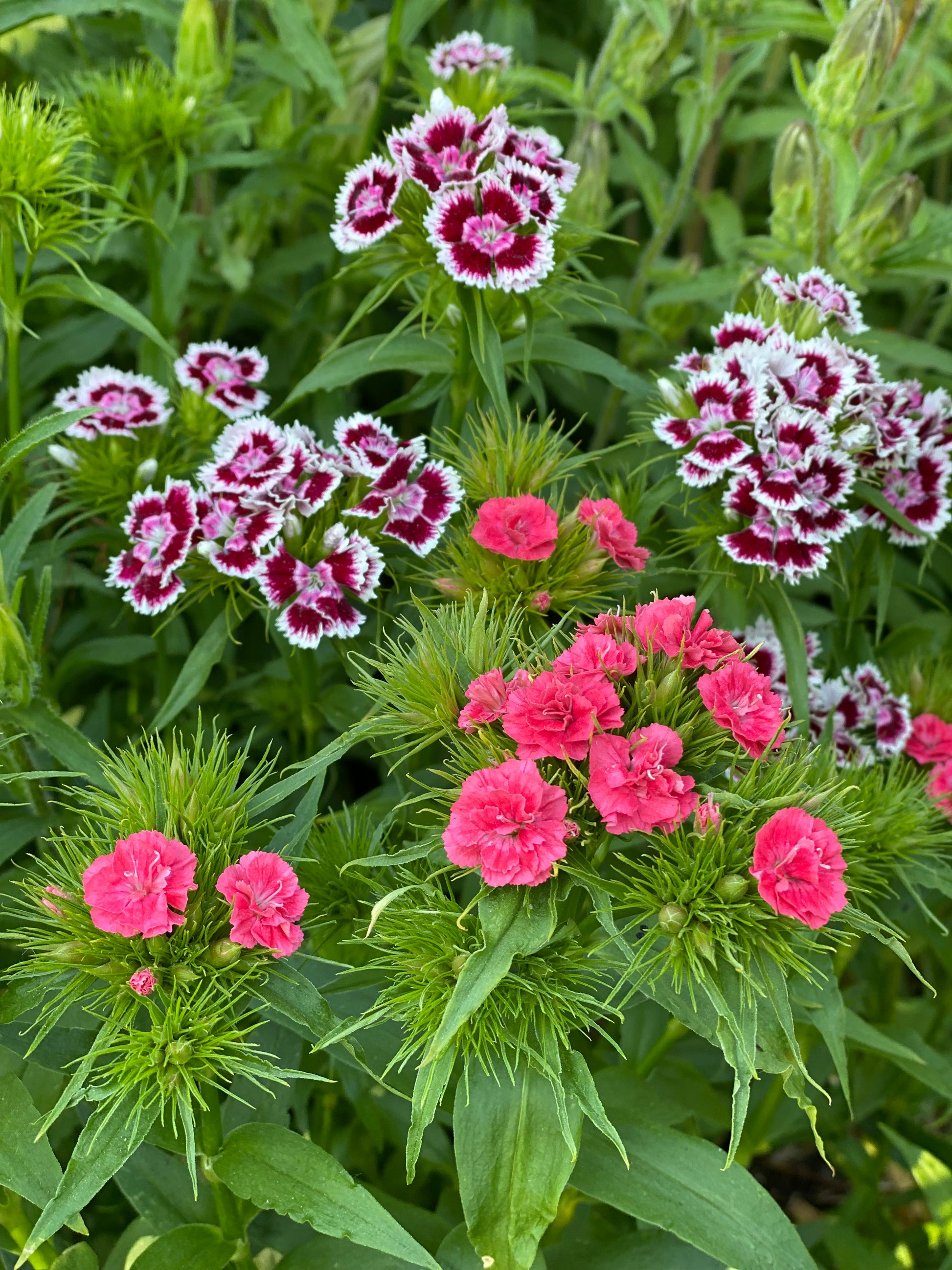 Dianthus Barbatus Super Duplex Mix Seeds Tuinkabouter Chrisje
