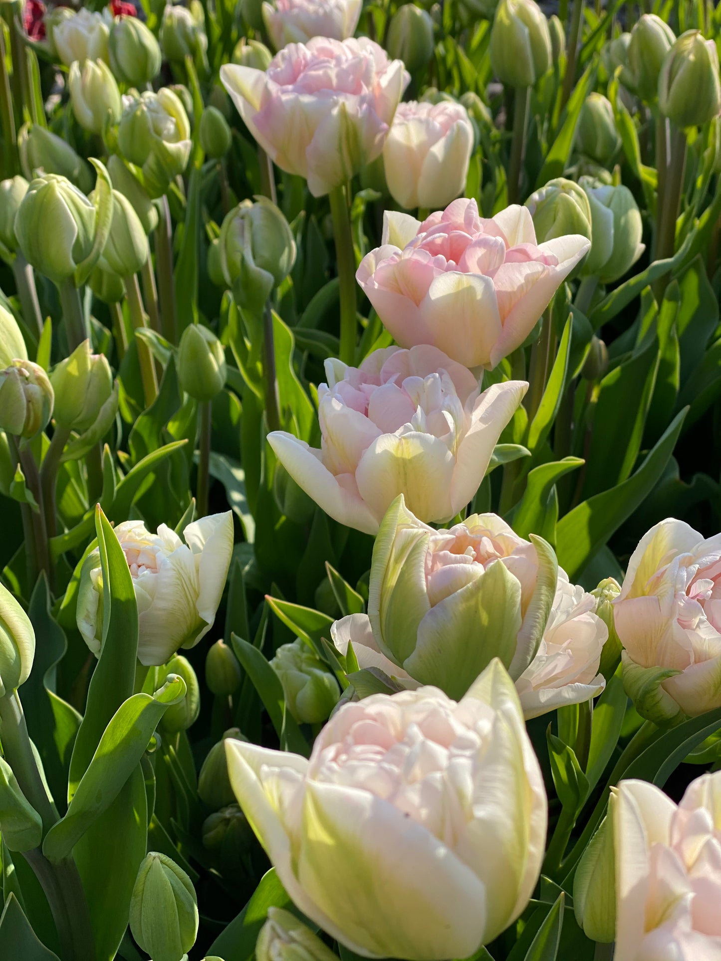 Tulipe Averyron - sachet de 10 bulbes à fleurs