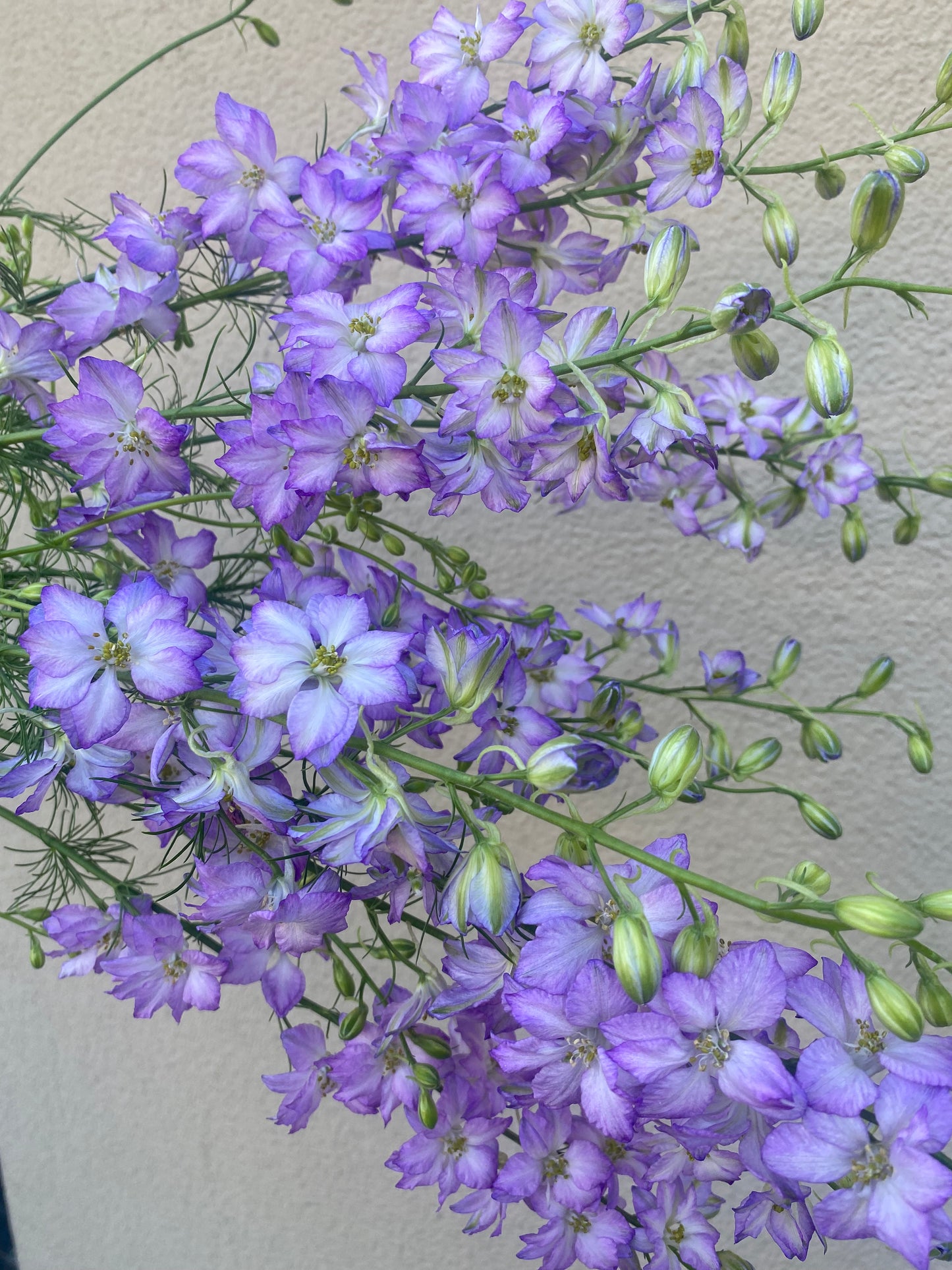 Delphinium Consolida Fancy Purple Picotee (larkspur)