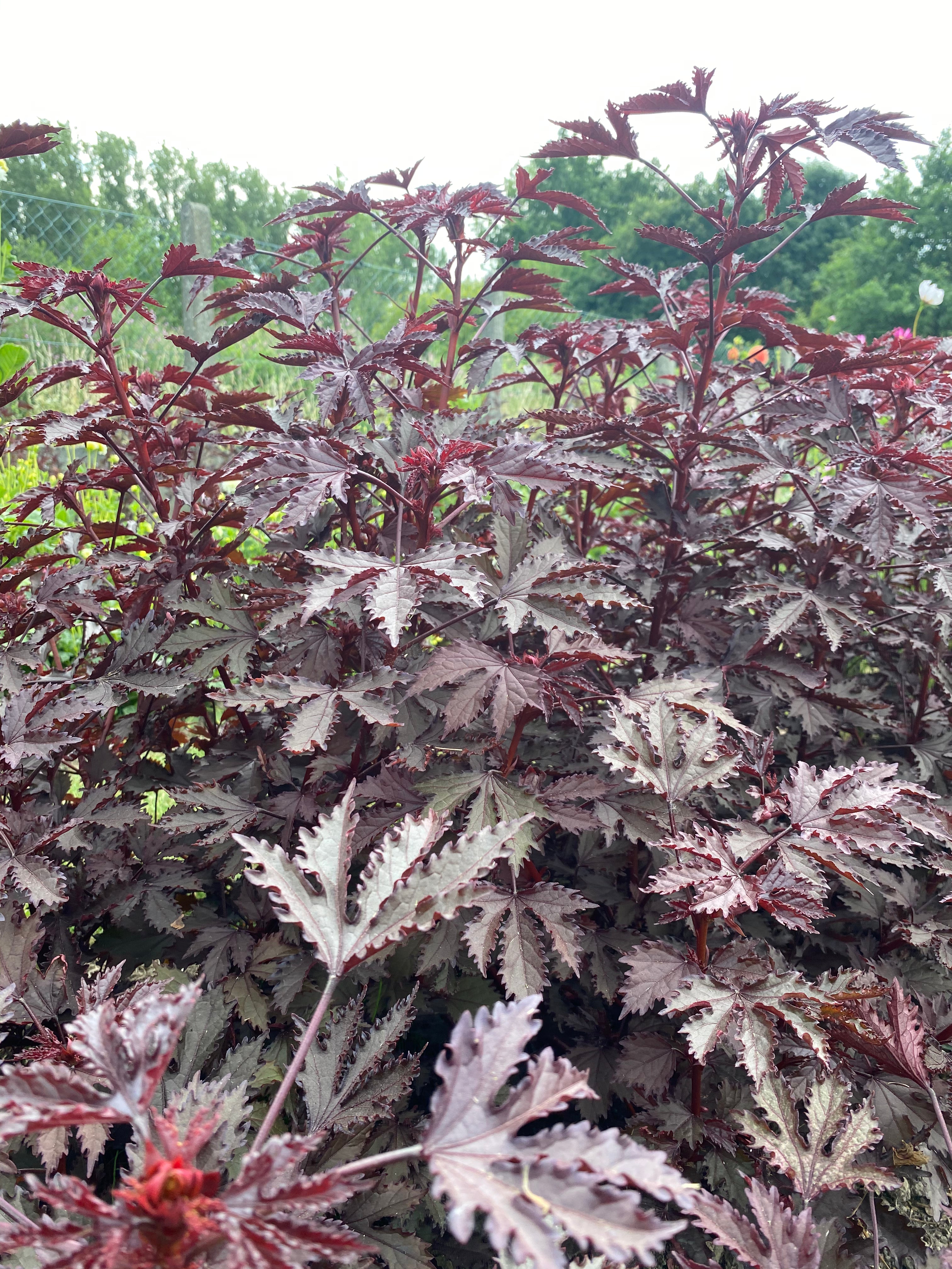 Hibiscus Splendor Mahogany Seeds – Japanese Maple Look (15 Fresh Seeds)
