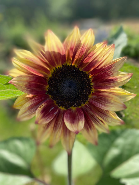 Sunflower Marley - Helianthus annuus Marley