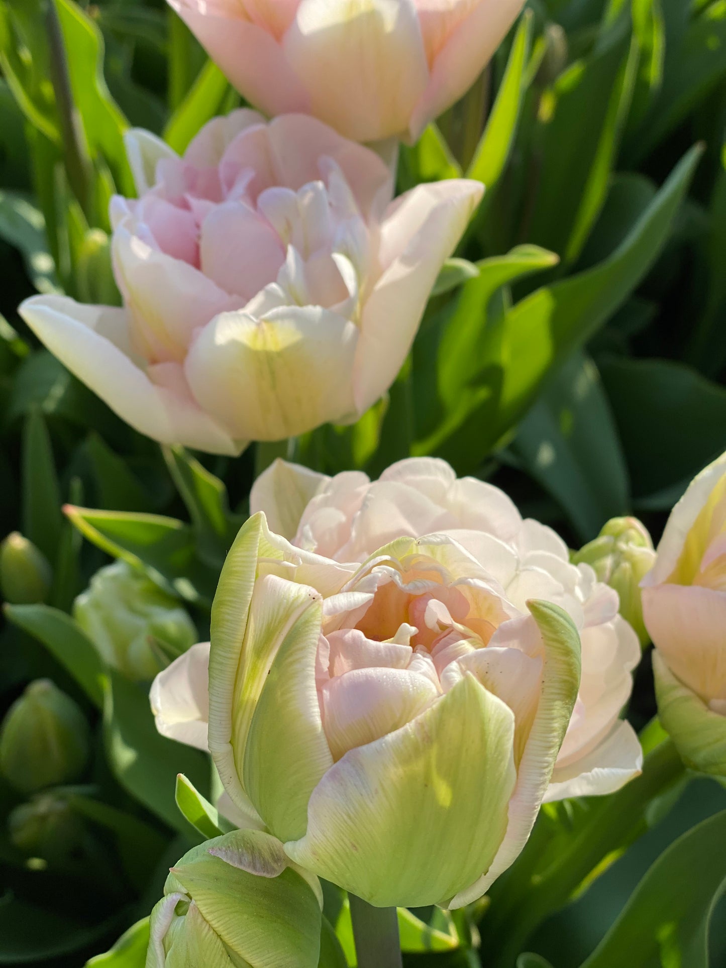 Tulp Angelique - pak van 10 bloembollen