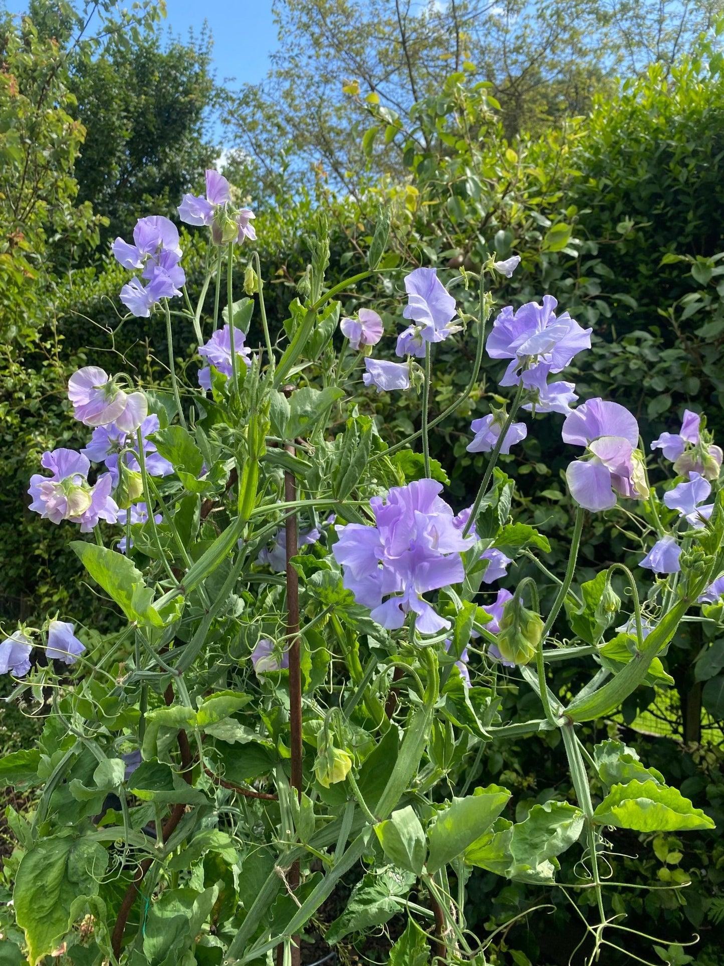 Lathyrus Odoratus - Reukerwt "Charlie's Angel” - Tuinkabouter Chrisje