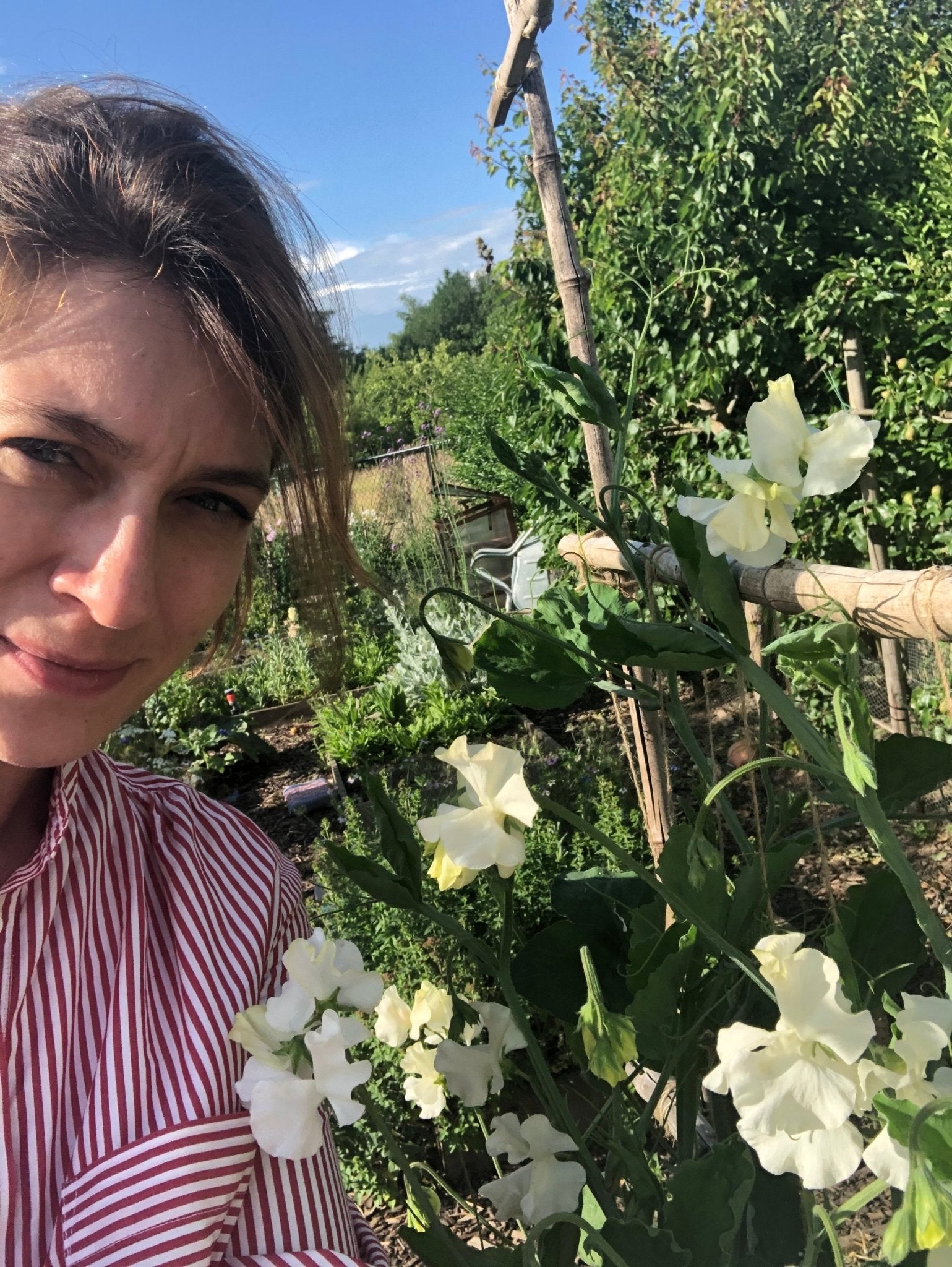 Lathyrus Odoratus - Reukerwt "Jilly" - Tuinkabouter Chrisje