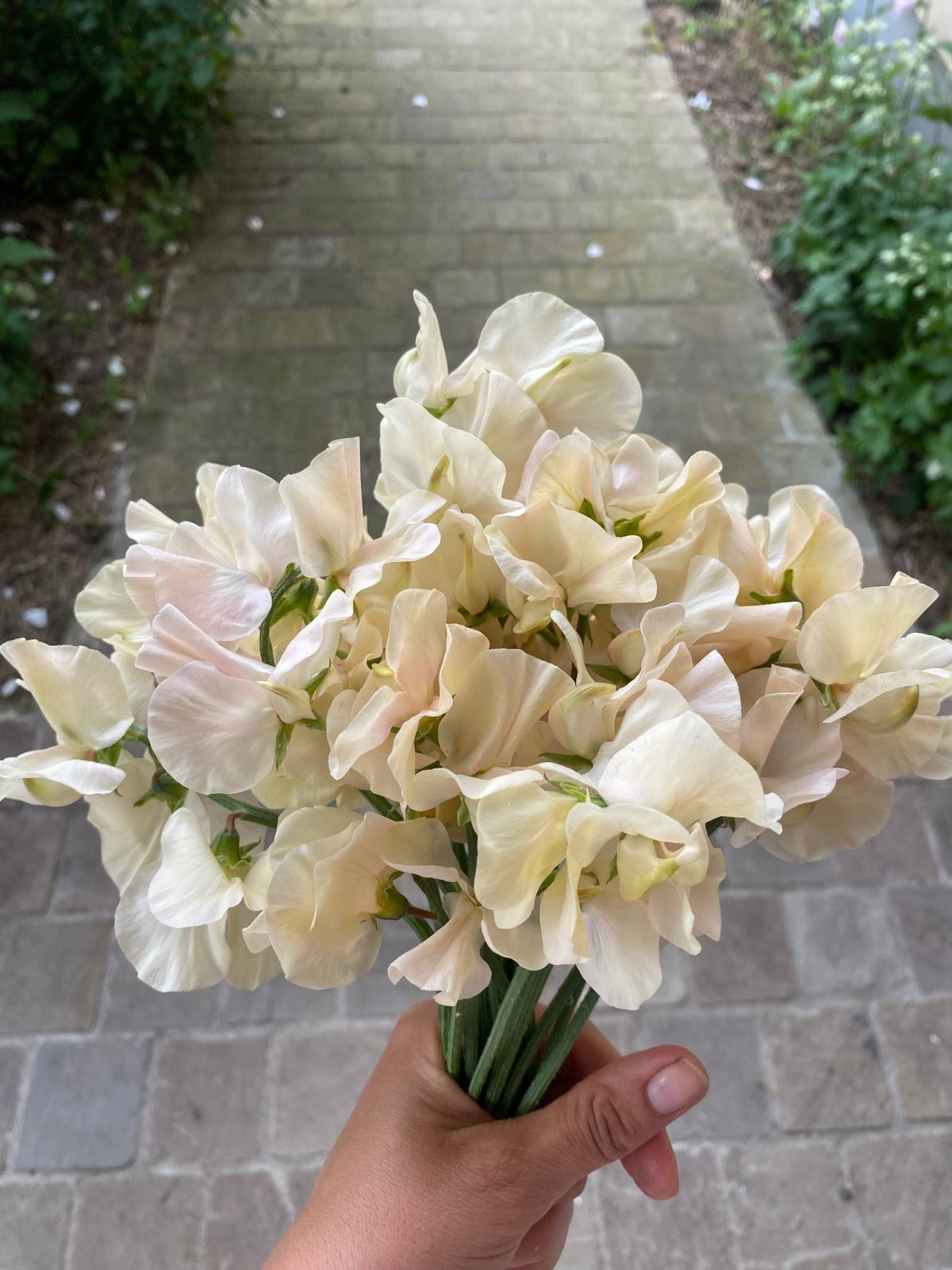 Lathyrus Odoratus - Reukerwt "Juliet" - Tuinkabouter Chrisje