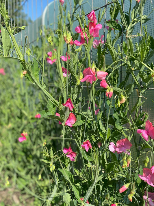 Lathyrus Odoratus - Reukerwt 'Miss Wilmott' - Tuinkabouter Chrisje