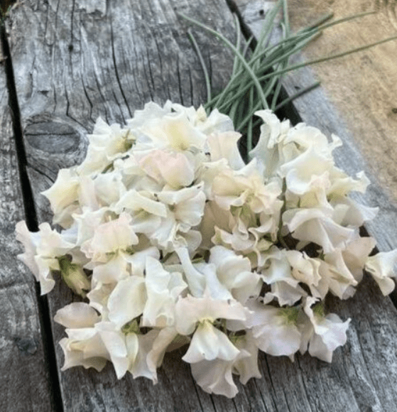 Lathyrus Odoratus - Reukerwt "Piggy Sue" - Tuinkabouter Chrisje