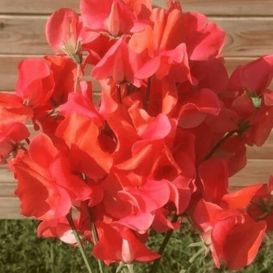 Lathyrus Odoratus - Reukerwt "Prince of Orange" - Tuinkabouter Chrisje