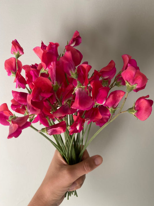 Lathyrus Odoratus - Reukerwt 'Queen Alexandra' - Tuinkabouter Chrisje