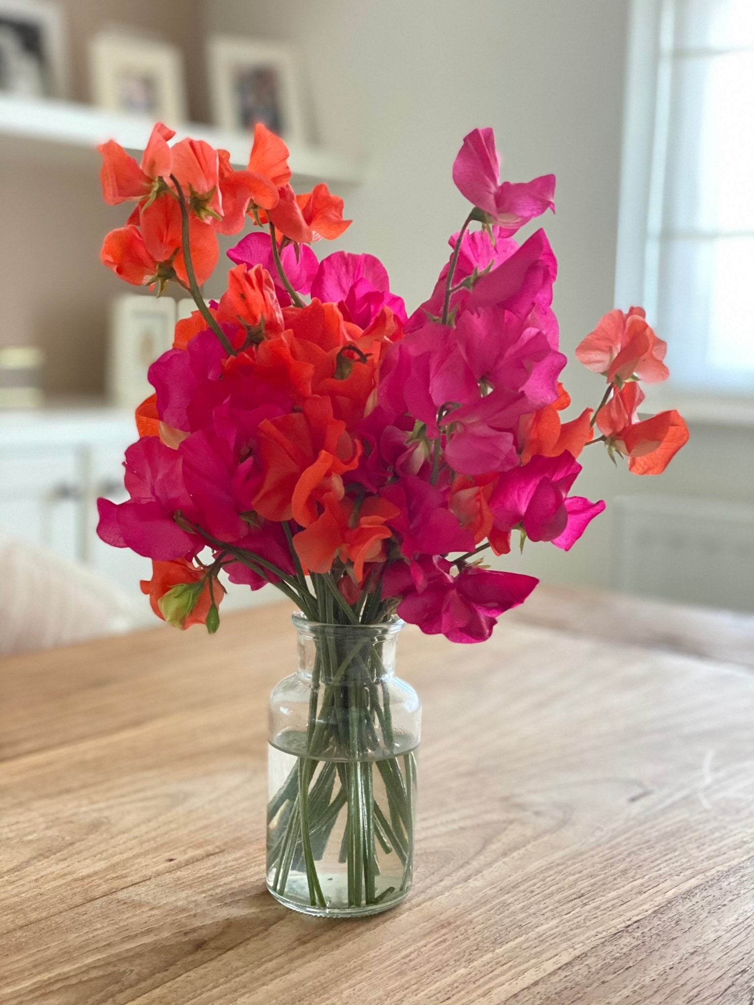 Lathyrus Odoratus - Reukerwt Spring Sunshine Cerise - Tuinkabouter Chrisje