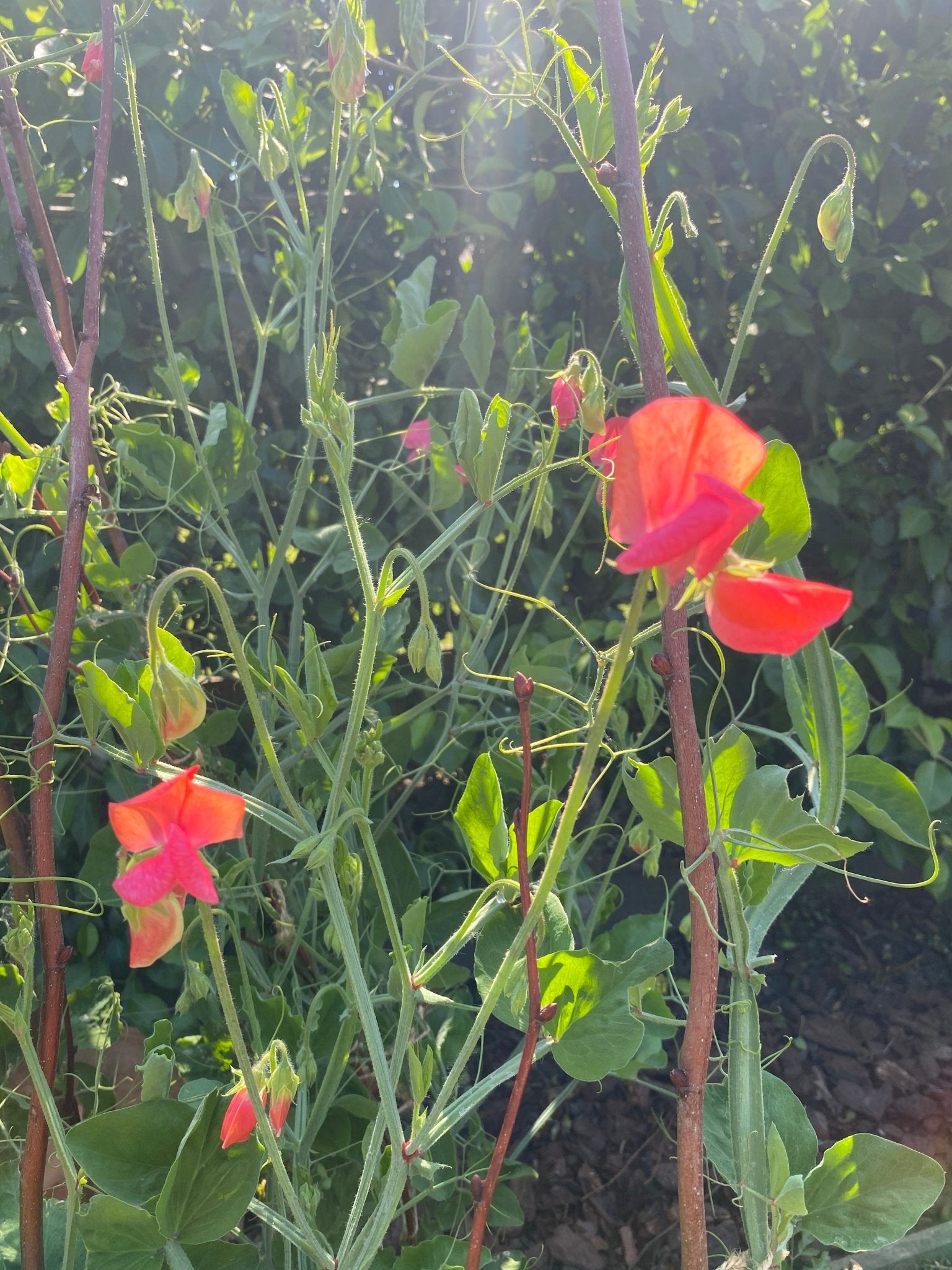 Lathyrus Odoratus - Reukerwt Spring Sunshine Orange - Tuinkabouter Chrisje