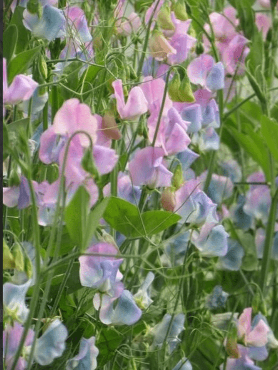 Lathyrus Odoratus - Reukerwt "Turquoise Lagoon" - Tuinkabouter Chrisje