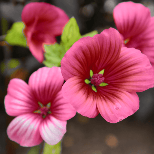 Malope trifida 'Vulcan' - Tuinkabouter Chrisje