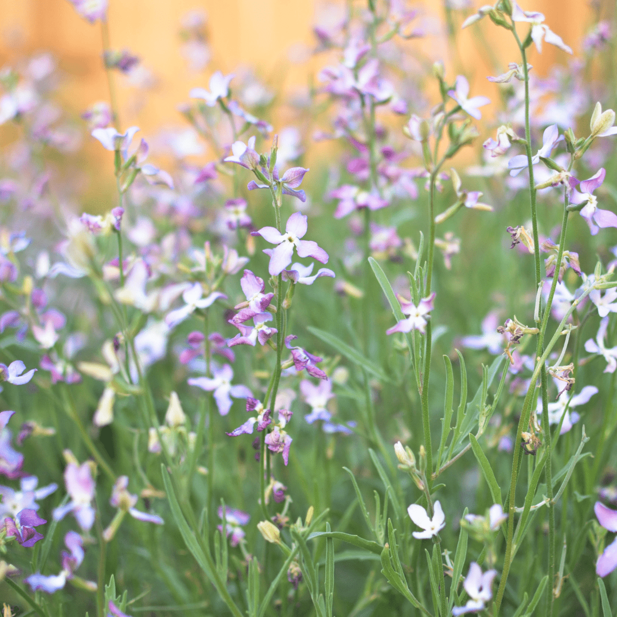 Matthiola longipetala sub. bicornis Starlight Scentsation - Tuinkabouter Chrisje