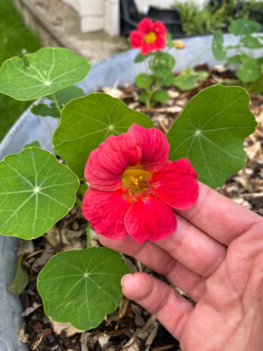 Nasturtium - Tropaeolum minus Jewel Cherry Rose - Tuinkabouter Chrisje