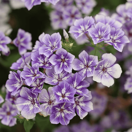 Phlox Drummondii 'Sugar Stars' - Tuinkabouter Chrisje