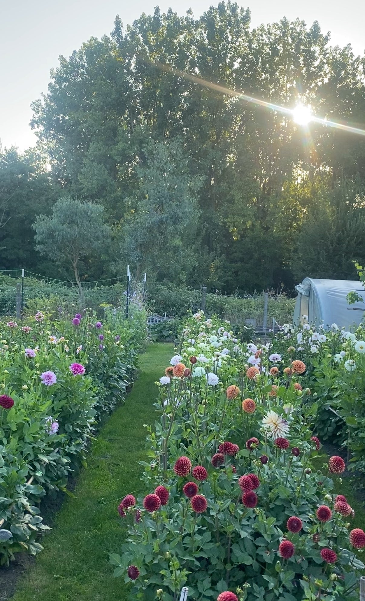 Plukkaart 2026 - 7 beurten - Tuinkabouter Chrisje