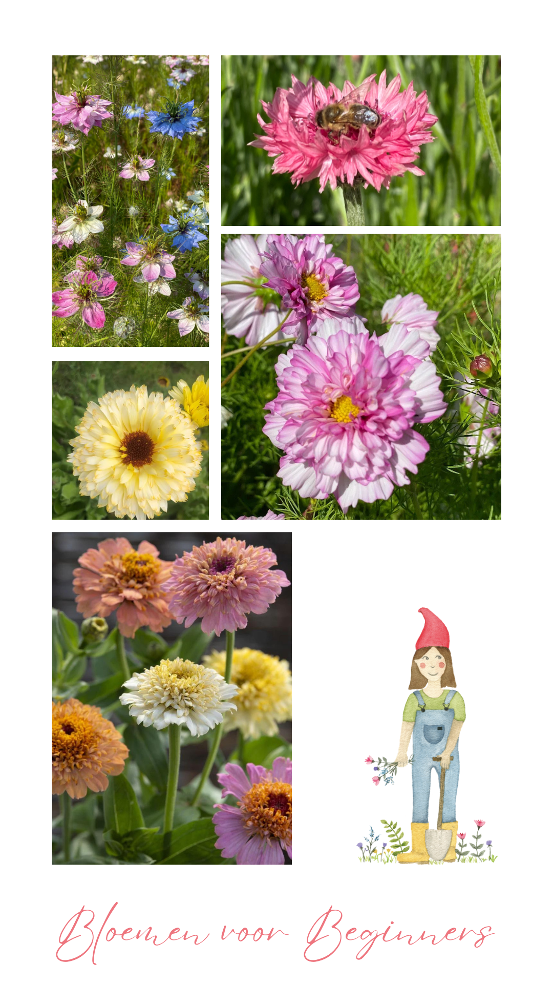 Pluktuin starterspakket – makkelijke bloemen om te zaaien - Tuinkabouter Chrisje