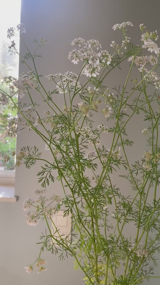 Coriander – Coriandrum sativum