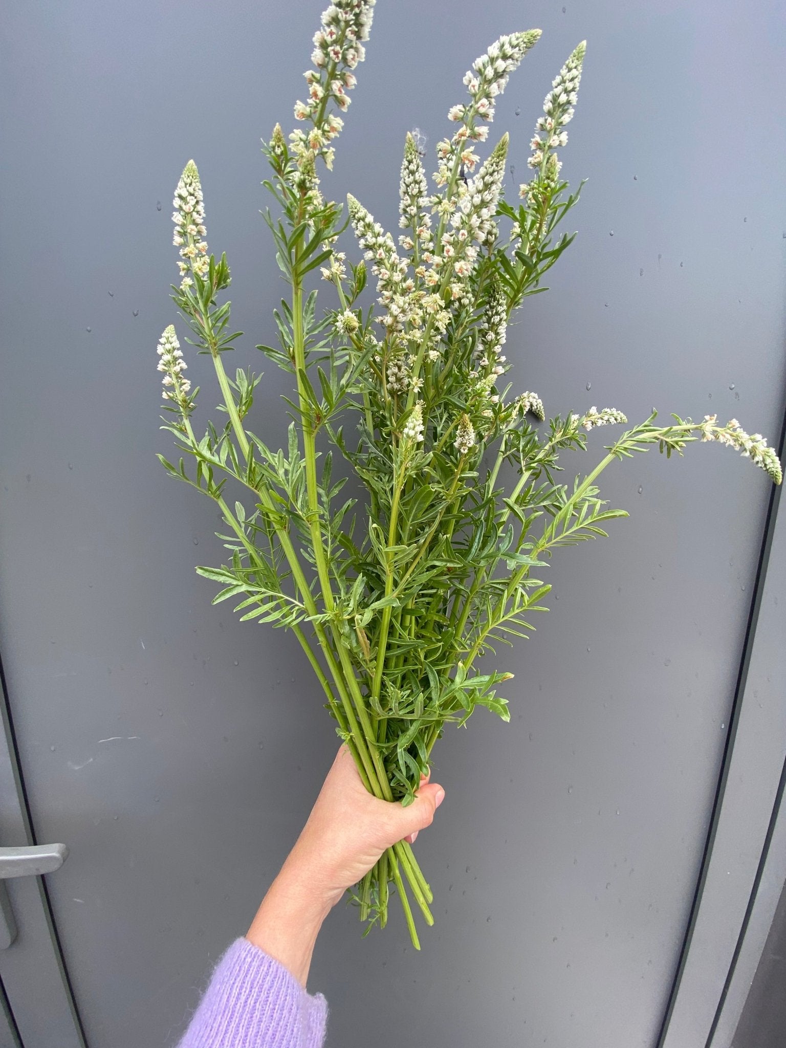 Reseda Alba - witte reseda - Tuinkabouter Chrisje