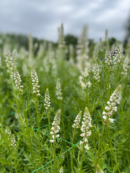 Reseda Alba - witte reseda - Tuinkabouter Chrisje