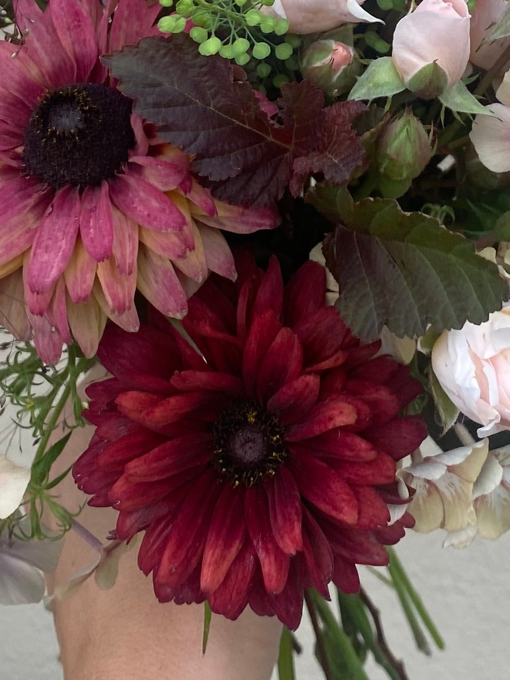 Rudbeckia Hirta “Cherry Brandy” - Tuinkabouter Chrisje