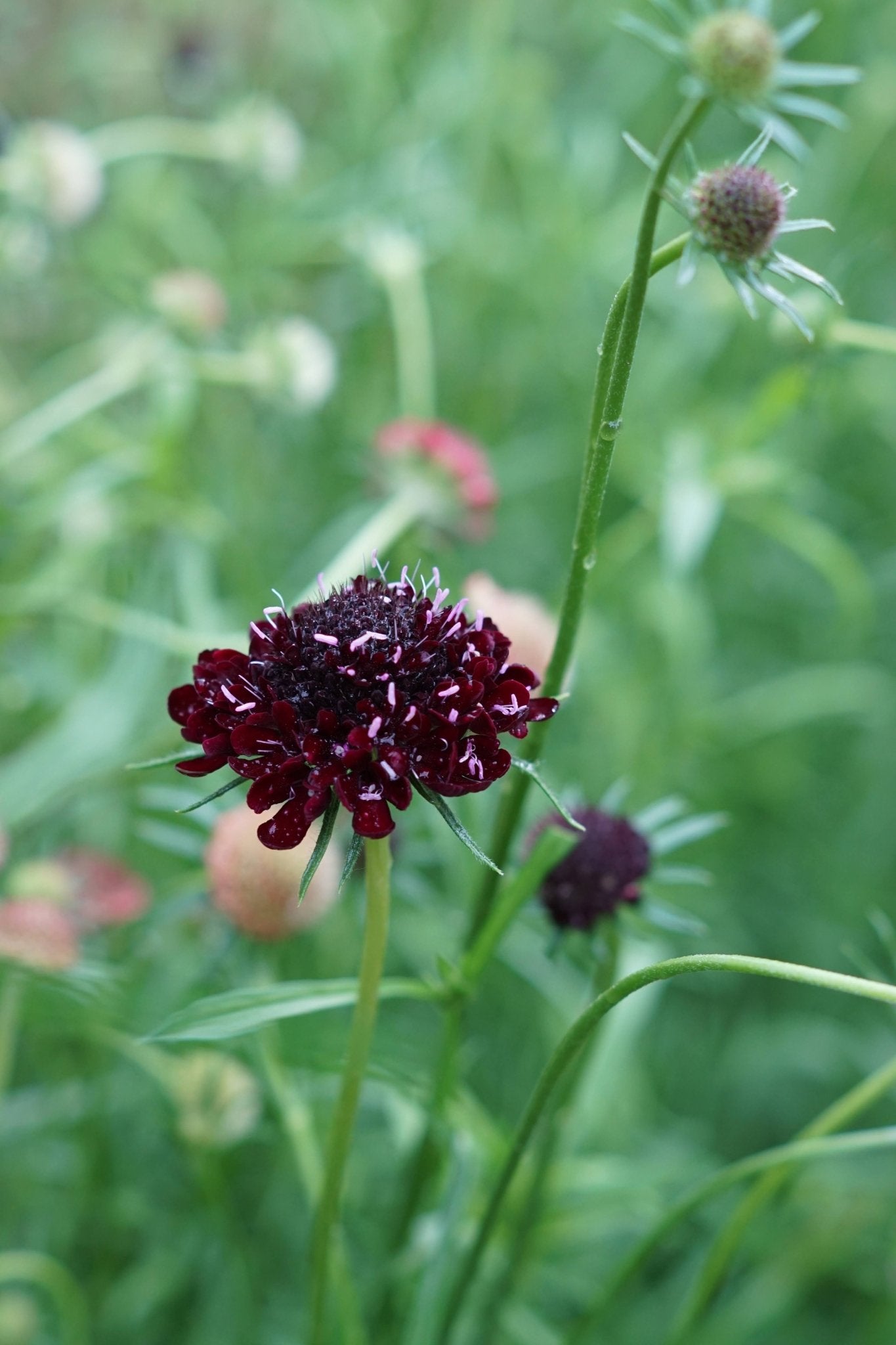 Scabiosa atropurpurea ' Black Knight' - Tuinkabouter Chrisje