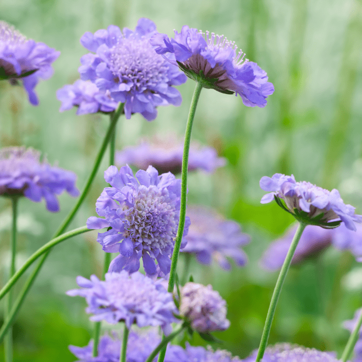 Scabiosa atropurpurea 'Oxford Blue' - Tuinkabouter Chrisje