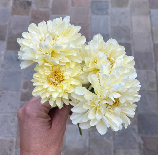 Tagetes erecta 'Ivory' - Tuinkabouter Chrisje