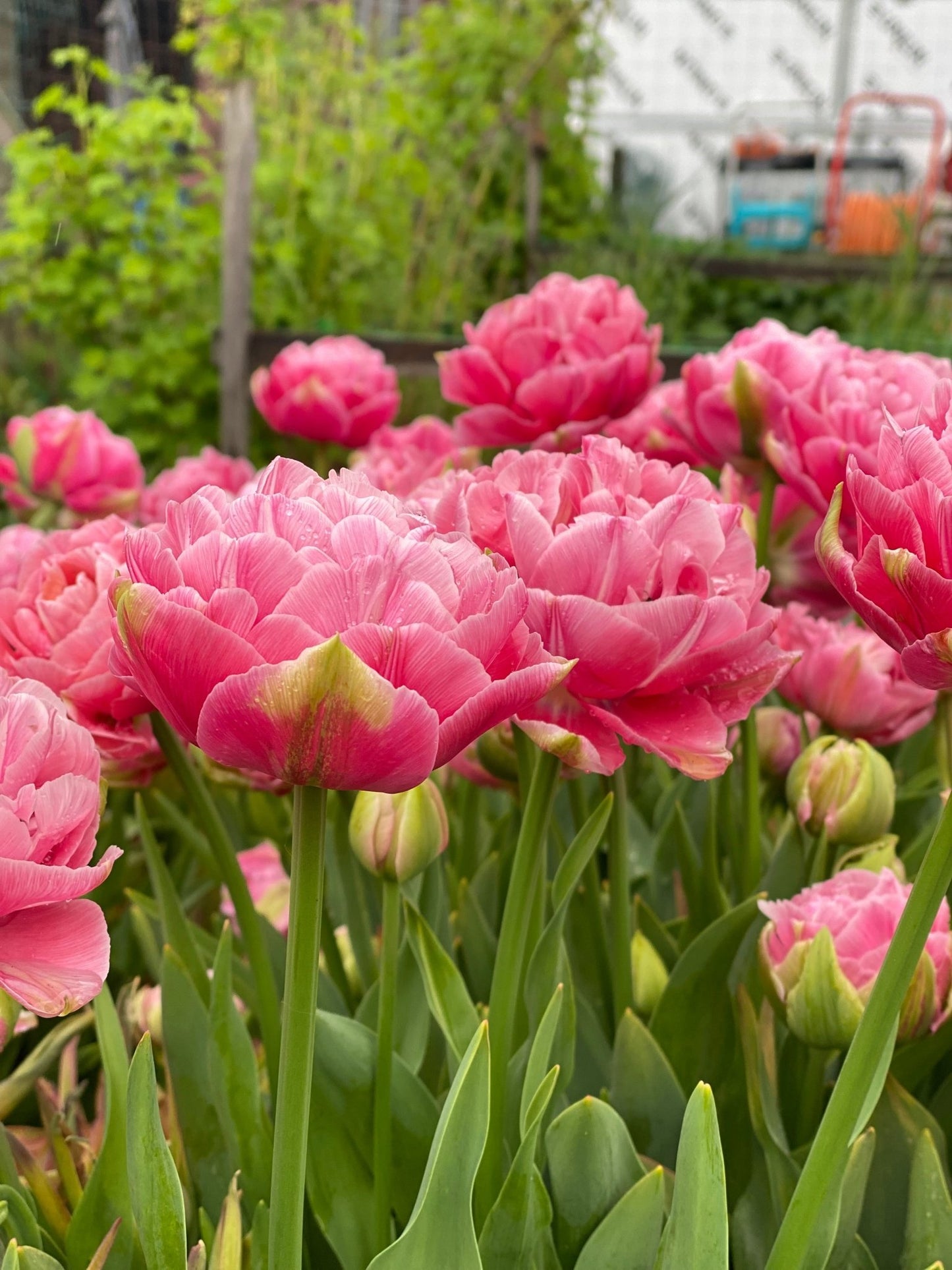 Tulp ‘Amazing Grace’ – 10 bollen PRE-ORDER - Tuinkabouter Chrisje