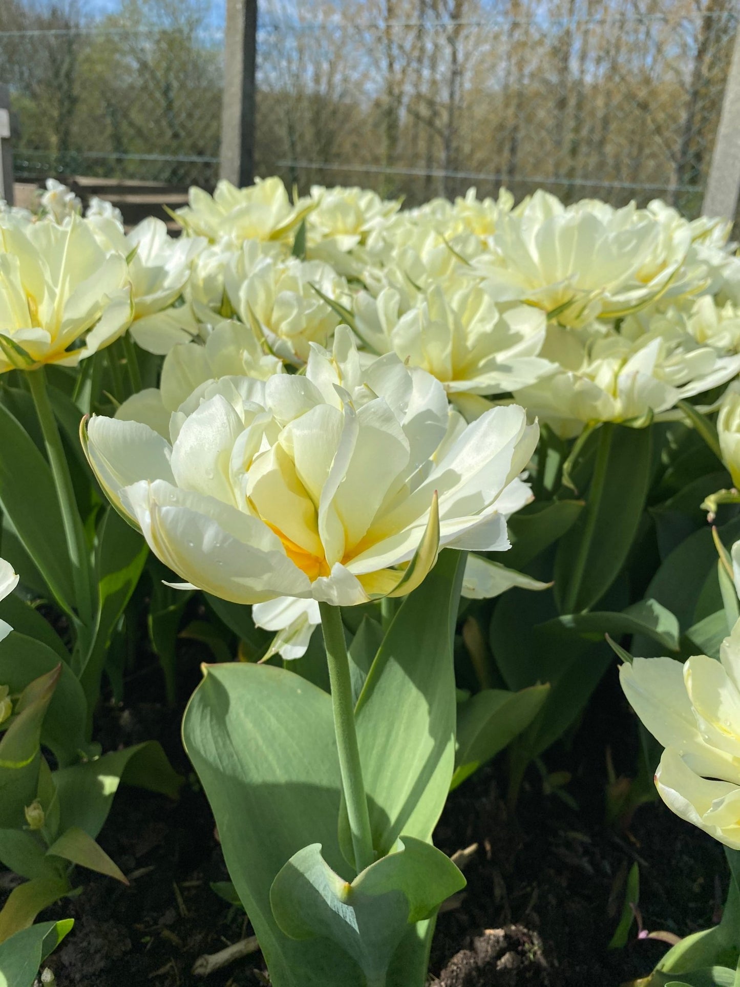 Tulp ‘Exotic Emperor’ – 10 bollen PRE-ORDER - Tuinkabouter Chrisje