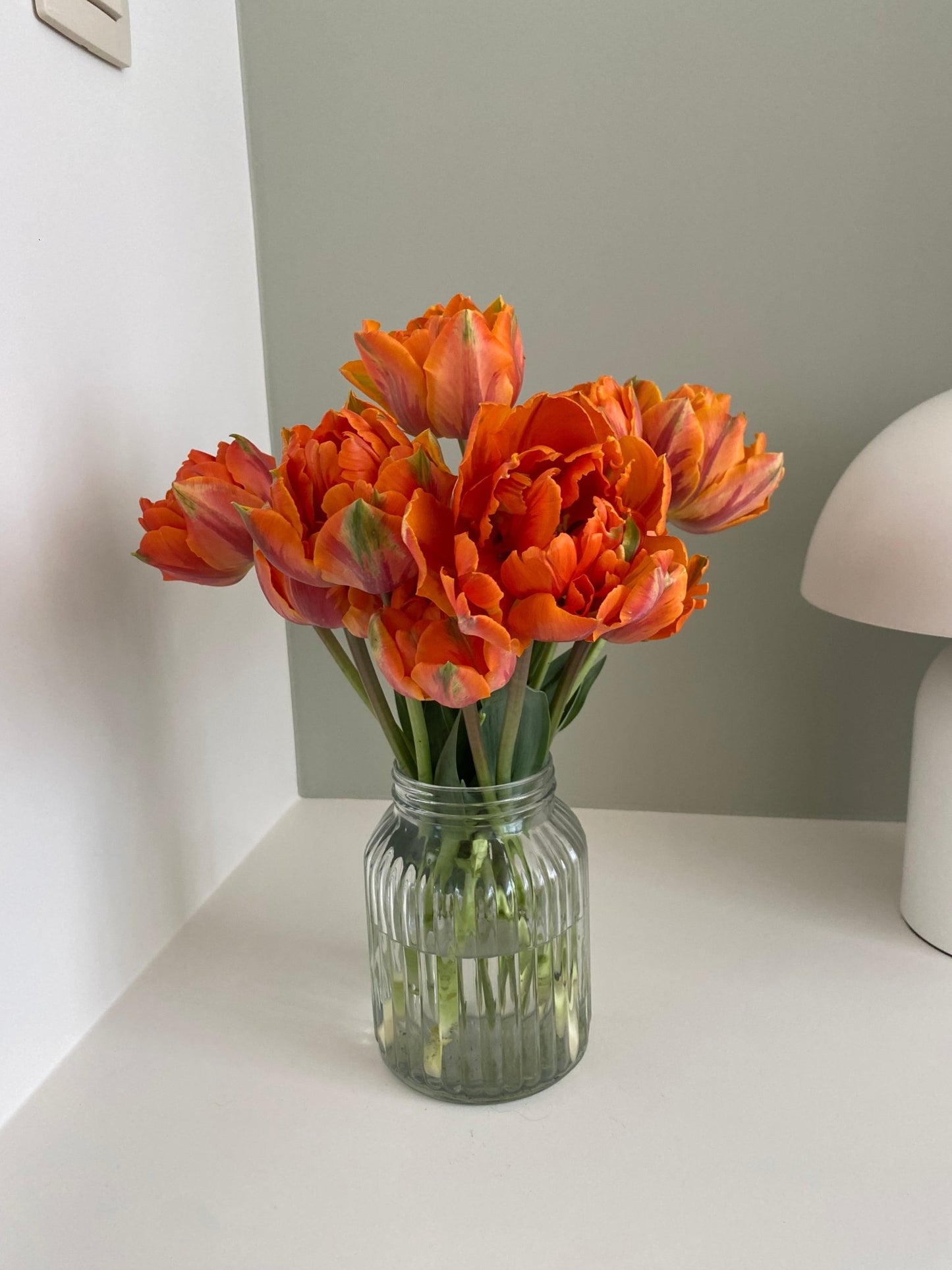 Tulp ‘Orange Princess’ – 10 bollen PRE-ORDER - Tuinkabouter Chrisje