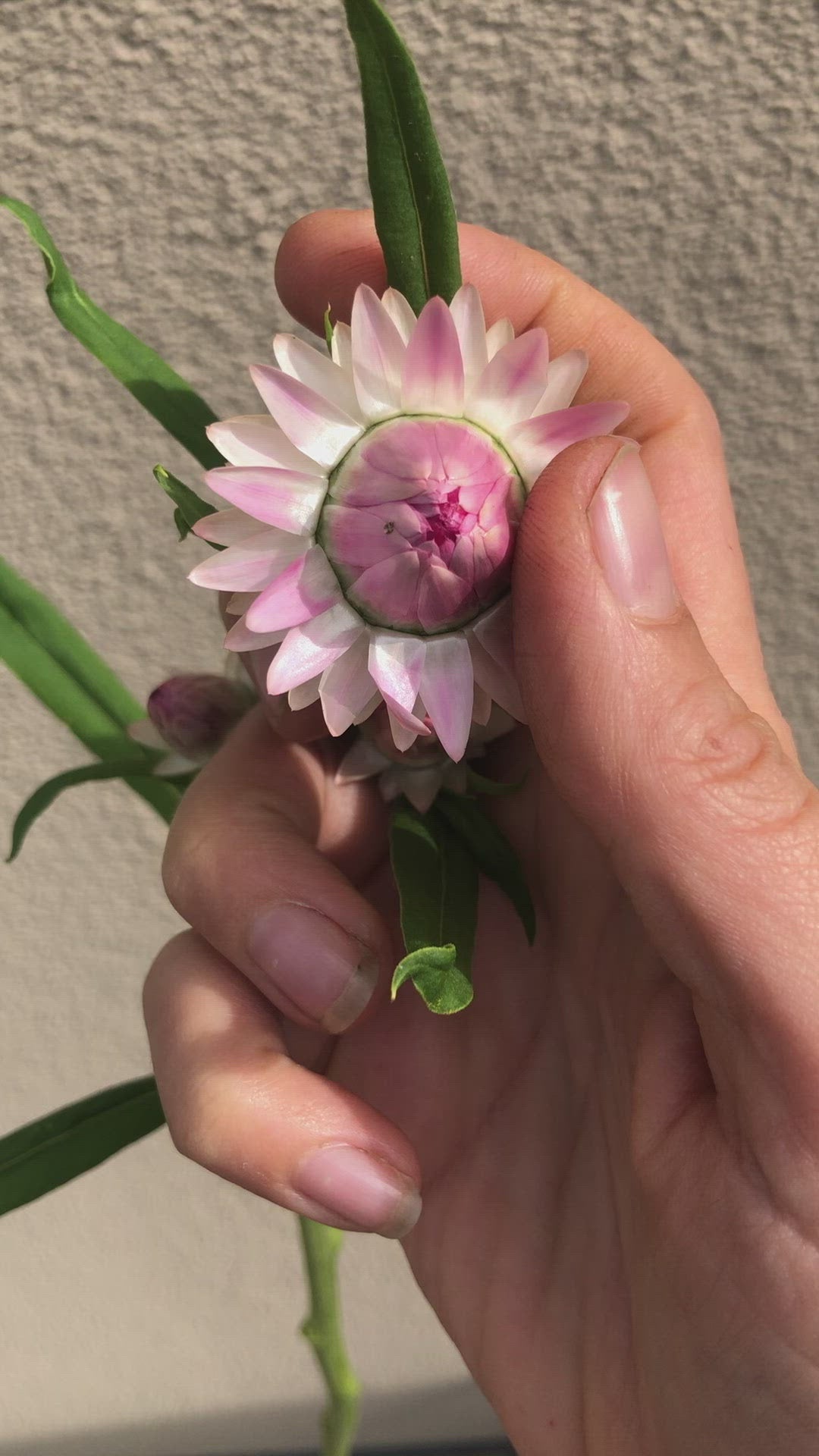 Fleur de paille - Helichrysum bracteatum 