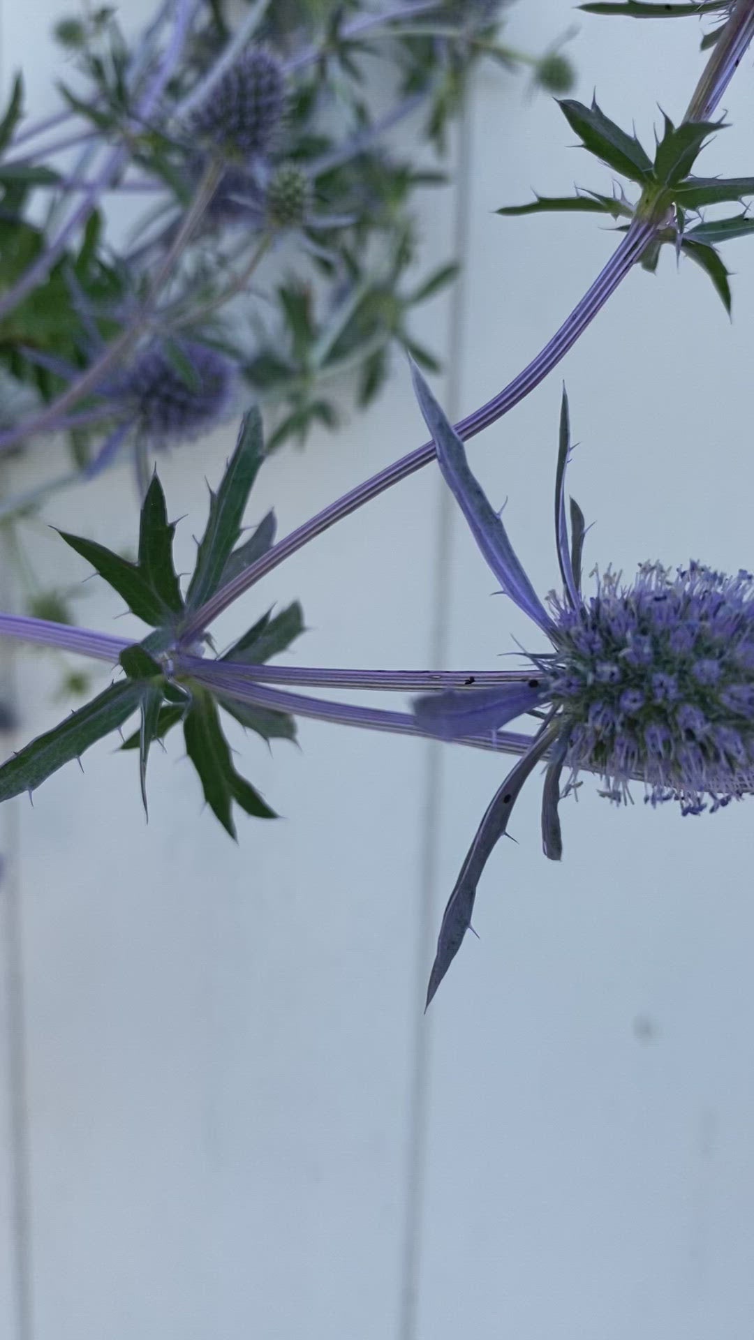 Eryngium Planum Kruisdistel zaaien Tuinkabouter Chrisje